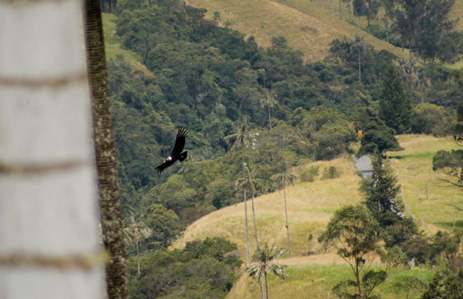 Visite de Salento et de la vallée de Cocora - Photo 8