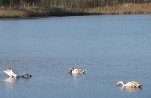 Ferienwohnung Hainbuche Lübben im Spreewald - Foto 42