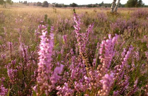 Fewo-Mundi - Foto 43