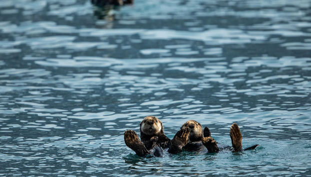 Northwestern Fjord Tour - Foto 4