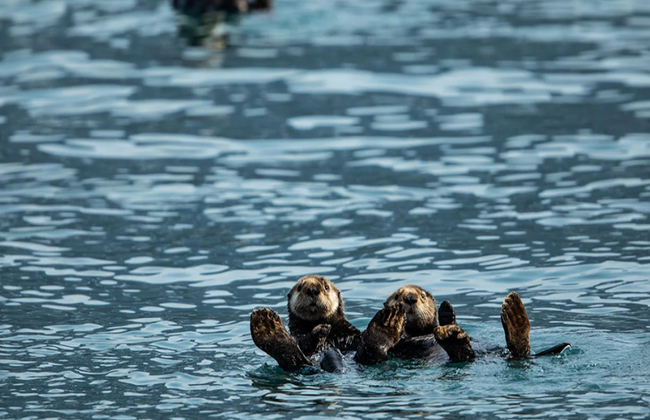 Northwestern Fjord Tour - Foto 4