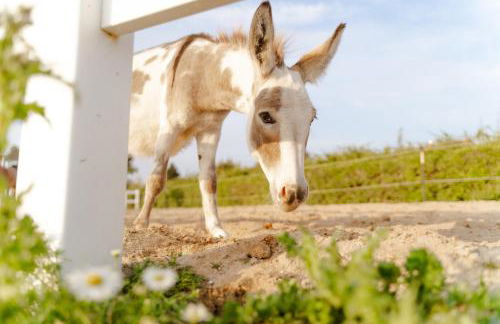 Reethaus 4B - Foto 29