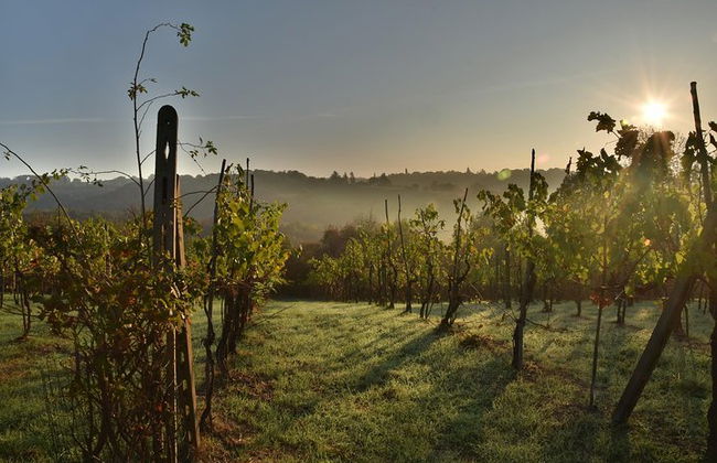 Discover the wine producers of Emilia Romagna - Photo 11
