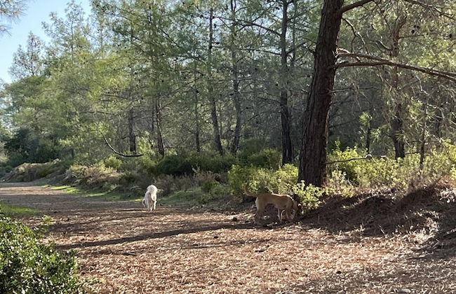 Beautiful 3 Bed Villa in Esentepe - Foto 12