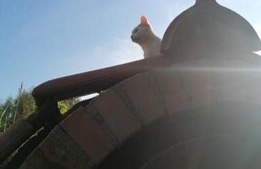 Wyciszek - mazurska agroturystyka - Foto 29