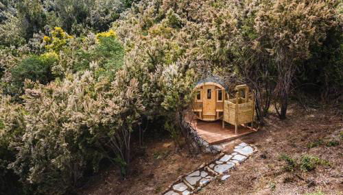 El Pino Centenario 3 - Foto 2