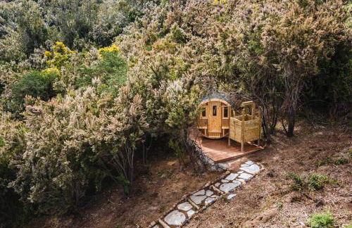 El Pino Centenario 3 - Foto 2