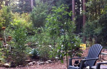 Private Glamping Getaway in the Redwoods near Santa Cruz, California - Foto 38