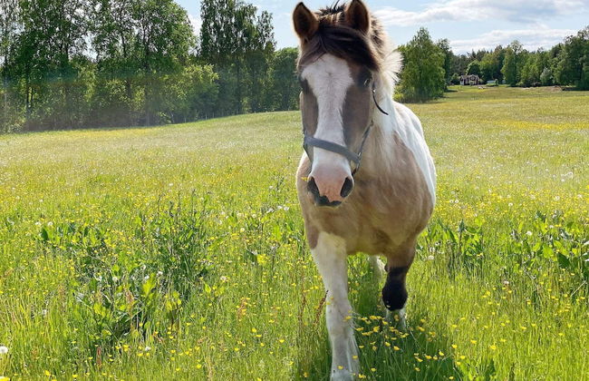 8 Person Holiday Home in Bralanda-by Traum - Photo 16