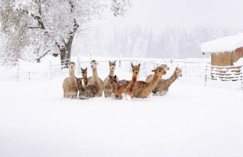 Ferienhof Petermühle Urlaub mit Alpakas - Foto 63