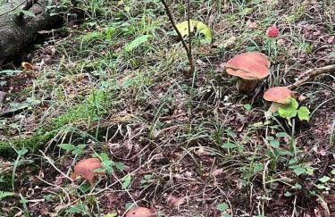 Zacisze Osławy Agroturystyka - Foto 19