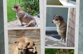 Ferienhaus Kömhuus - Photo 27