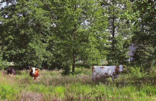 Oaza Święty Spokój - Tiny House z Balią i Jacuzzi przy rzece Narew - Foto 5
