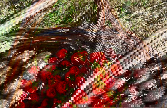 La Torre Rossa - Foto 53