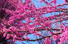 Rome Sweet Home - Foto 11