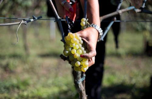 Palazzo Tronconi agriturismo - Foto 9