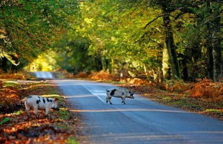 Marigold Cottage - Foto 33