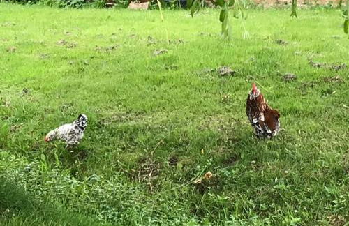 Beautiful grade 2 listed cotswold Stone Cottage - Foto 47