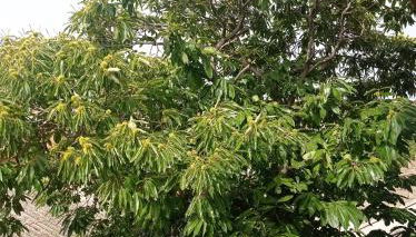 CASA DEL CASTAGNO NARBOLIA - Foto 3, Garden view