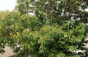 CASA DEL CASTAGNO NARBOLIA - Foto 3