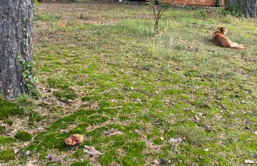 Domek nad jeziorem Guzowy Piec - Foto 20