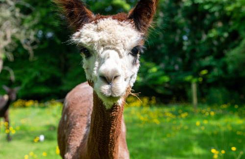 Alpaca Fold - Foto 18