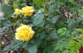 Apartment Pasman 23 - Photo 11