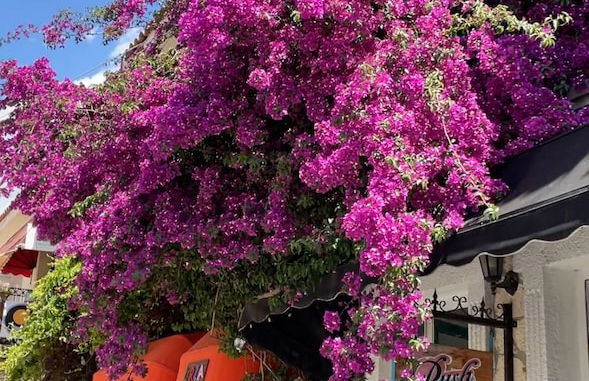 VilUrla Tatil Evleri - Foto 35