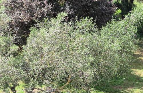 La Rosa Rossa - Foto 29