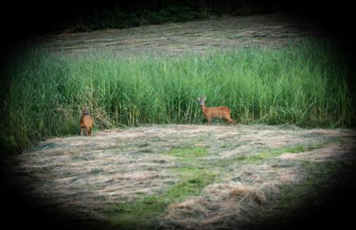 Ferienwohnungen Bauer - Auszeit mit Ausblick - Foto 14