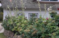 Seepferdchen - Foto 3