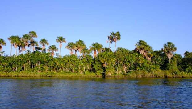 Vegetação do Maranhão