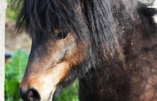 Quinta das Ameixas - Country & Nature - Foto 78