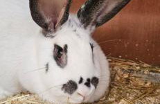 Harzglück - Foto 18