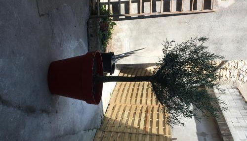 Le Brin D'olivier - Foto 2