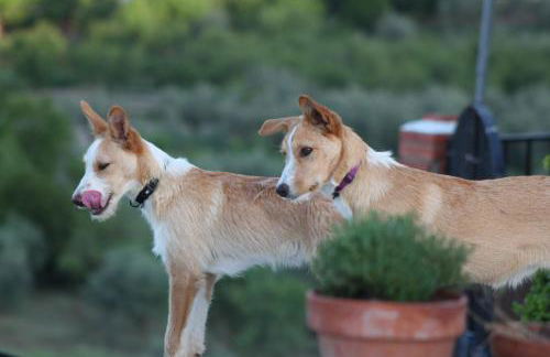 Rambla Retreats Apartment Azul with shared pool & hot tub in Oria - Foto 32