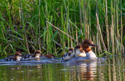 Apartamenty na Wzgórzu Boho 1- Jacuzzi, sauna, survival, free parking - Foto 36
