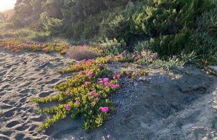 Casa duna sulla spiaggia - Foto 38