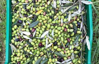 Agriturismo Villani Poderi Nesti & Cupoli - Photo 25