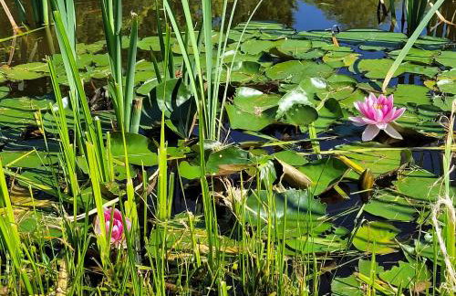 Rezydencja Golland - Foto 43
