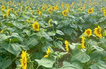 Stunning Boutique gîte Flore at Vive le Vert - Foto 45