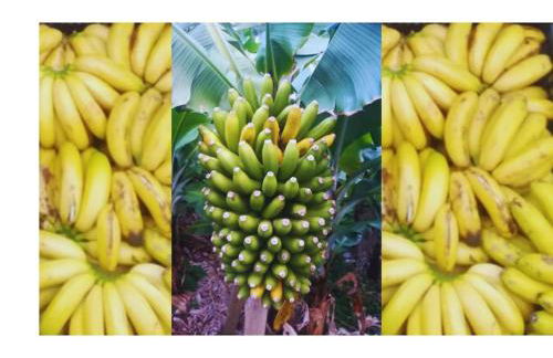 Vistalinda Farmhouse - Foto 16