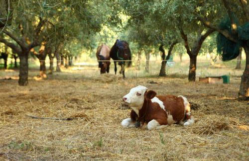 Agriturismo Il Pozzo - Foto 33