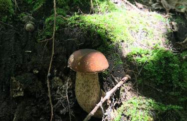 Święty Spokój Łąka i Woda - Foto 9