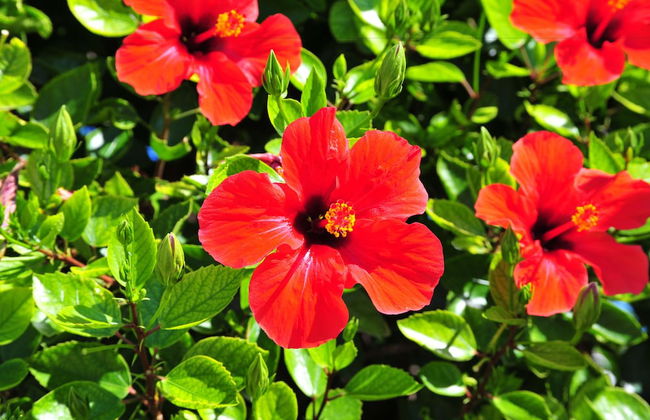 Argiro Village - Photo 45