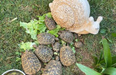 Apartment Marghareta - Foto 38