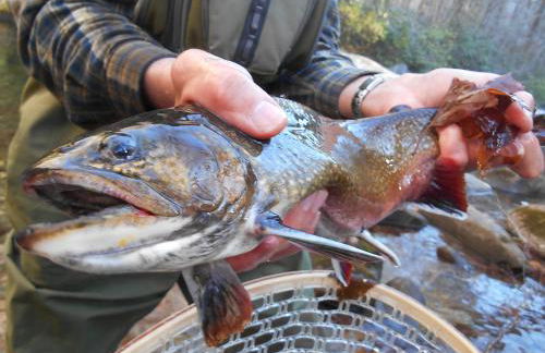 The Owl's Perch - Foto 23