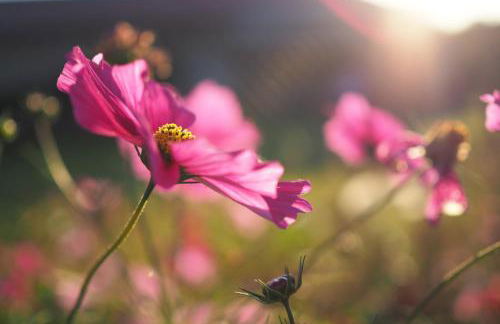 Biohof Liebhart - Photo 7