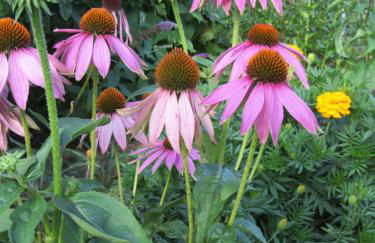 Qi Gong Haus - Foto 9