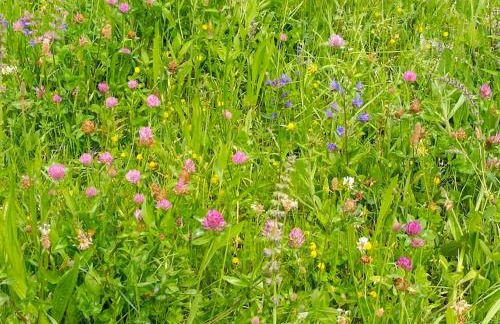 Tra lago e montagne home nonna Maria - Foto 38
